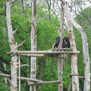 Two chimpanzees on platform