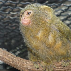 Pygmy marmoset