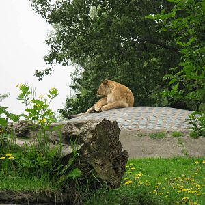 Lonely lioness
