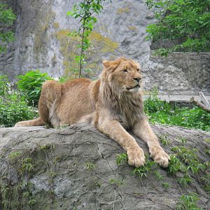 Sphinx - lion male