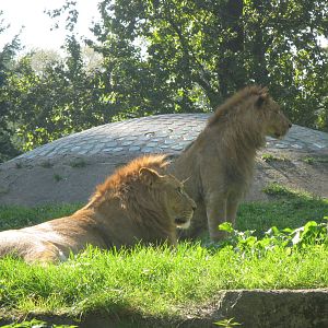 Two male lions