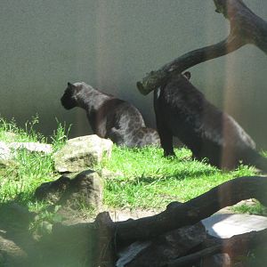 Two melanistic jaguars