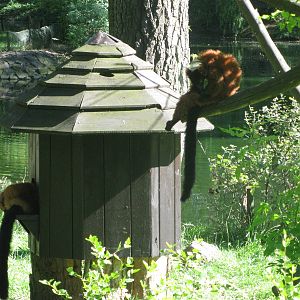 Red ruffed lemurs