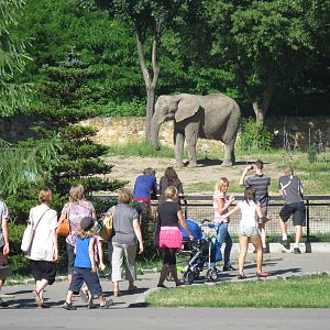 Elephant's appearance