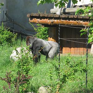 Silverback in gorilla's outdoor exhibit