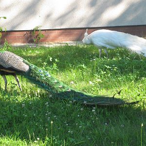 Indian peafowls - normal and leucistic version