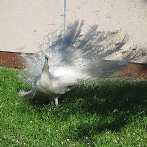 White peafowl's fan