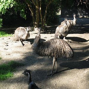 Emu