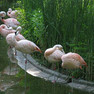 Chilean flamingo's