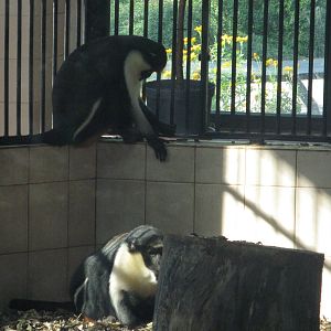 Diana monkeys