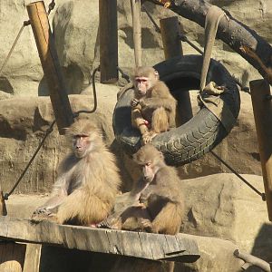 Hamadryas baboons