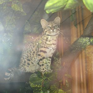 Geoffroys cat