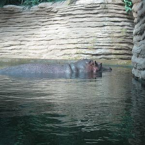 Hippo in water