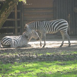 Grant's zebra