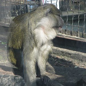 Allen's swamp monkey