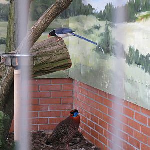 Red-billed Blue Magpie and Temminck's Tragopan