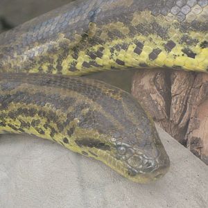 Yellow anaconda's portrait