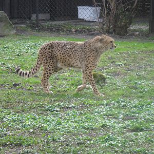 Cheetah