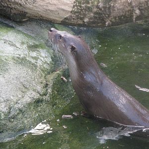 In half plunged European otter