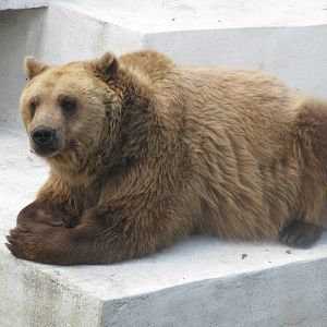 Brown bear