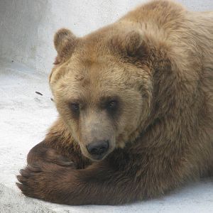Brown bear
