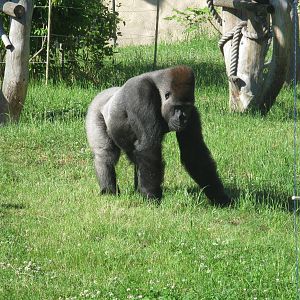 Male western gorilla