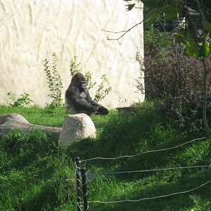 Male western gorilla