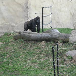 Male western gorilla