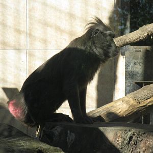 Sulawesi crested macaque