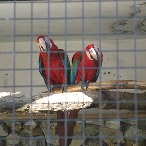 Green-winged macaws