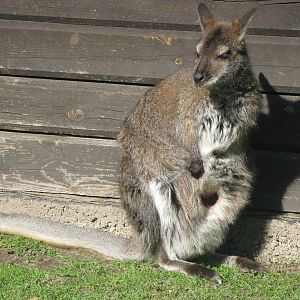 Red-necked wallaby