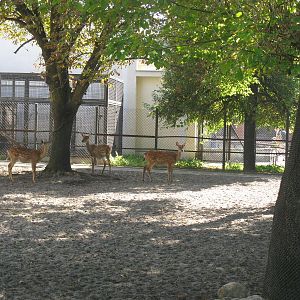 Three sika deers