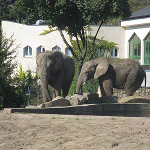 Residents in front of Elephant House