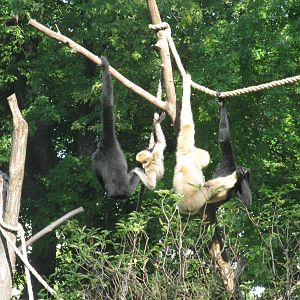 Buff-cheeked gibbon
