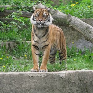 Sumatran tiger