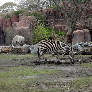White Rhinoceros/Zebra Exhibit