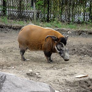 Red River Hog