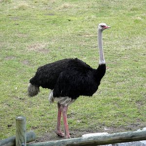 Ostrich