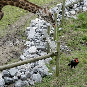 Masai Giraffe and Southern Ground Hornbill