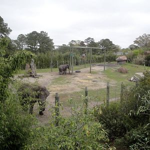 African Elephant Exhibit