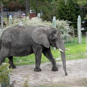 African Elephant