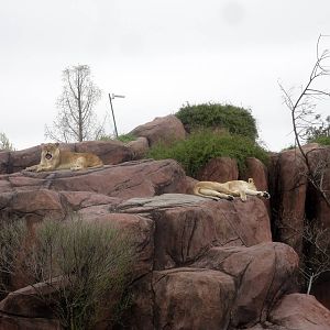 Lions
