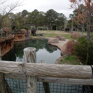 African Elephant Exhibit