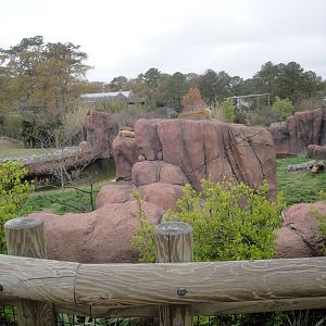 Lion Exhibit