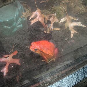 Tomato Frog