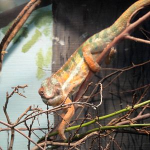 Panther Chameleon