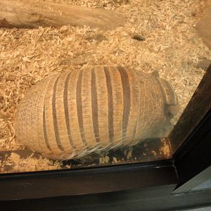 Six-banded Armadillo