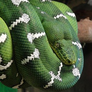 Emerald Tree Boa
