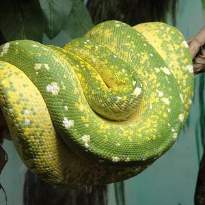 Green Tree Python