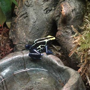 Dyeing Poison Dart Frog